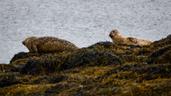 Guardians of the old castle, Dunvegan