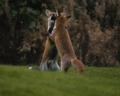 Red foxes at dusk