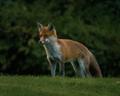 Red fox at dusk