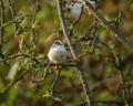 Long-tailed tit