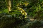 Woods in Val Masino