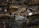 Swallows at Huntly Castle