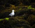 Dunvegan Seagull