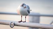 Sirmione Gull