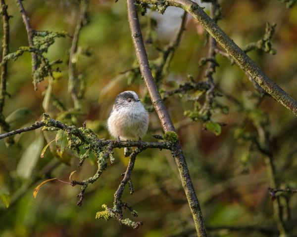 Long-tailed tit