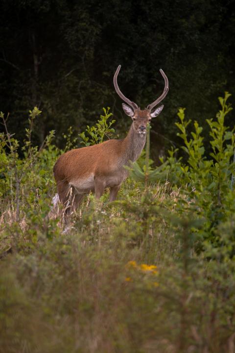 Red Deer on Ben Nevis