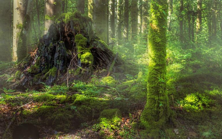 Misty woods in Inveraray
