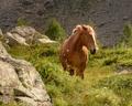 Semi-wild horse in Predarossa