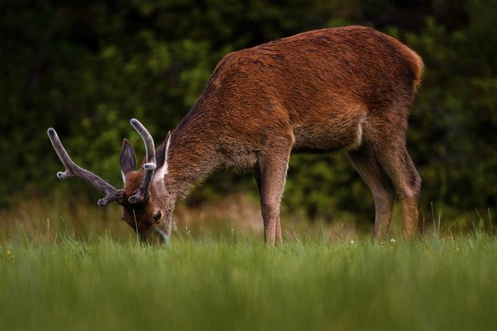 Glenfinnan Red Deer