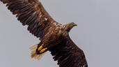 White-tailed Sea Eagle