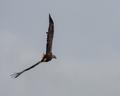 White-tailed Sea Eagle