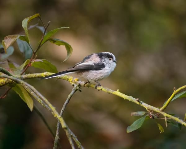 Long-tailed tit