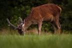 Glenfinnan Red Deer