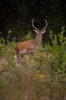 Red Deer on Ben Nevis