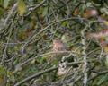 Juvenile female blackbird