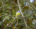 Great tit