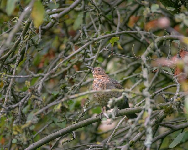 Juvenile female blackbird