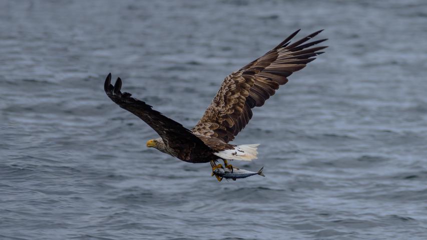 White-tailed Sea Eagle