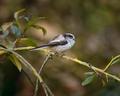 Long-tailed tit