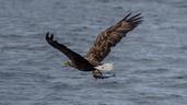 White-tailed Sea Eagle