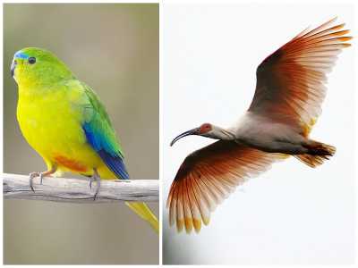15 Photos Of The Rarest Birds In Existence