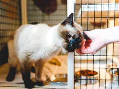11 Reasons You Should Adopt A Rescue Cat