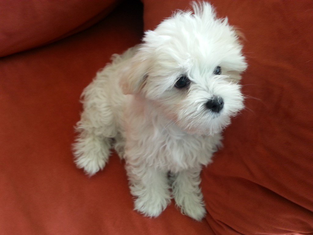 Raising a Puppy Is All About Cleaning Up Pee, Poop and Puke Purple Clover