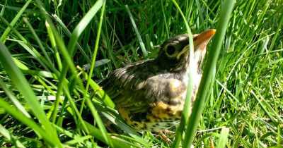If You Find a Baby Bird, There’s One Step You Need to Take Immediately