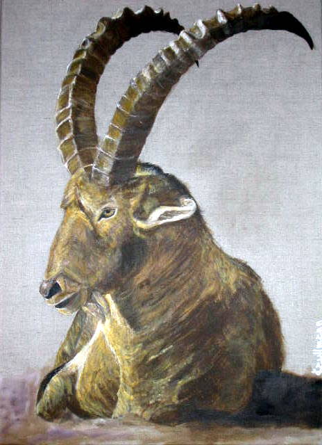 bouquetin peint à l'acrylique sur un châssis en lin de 60 x 50