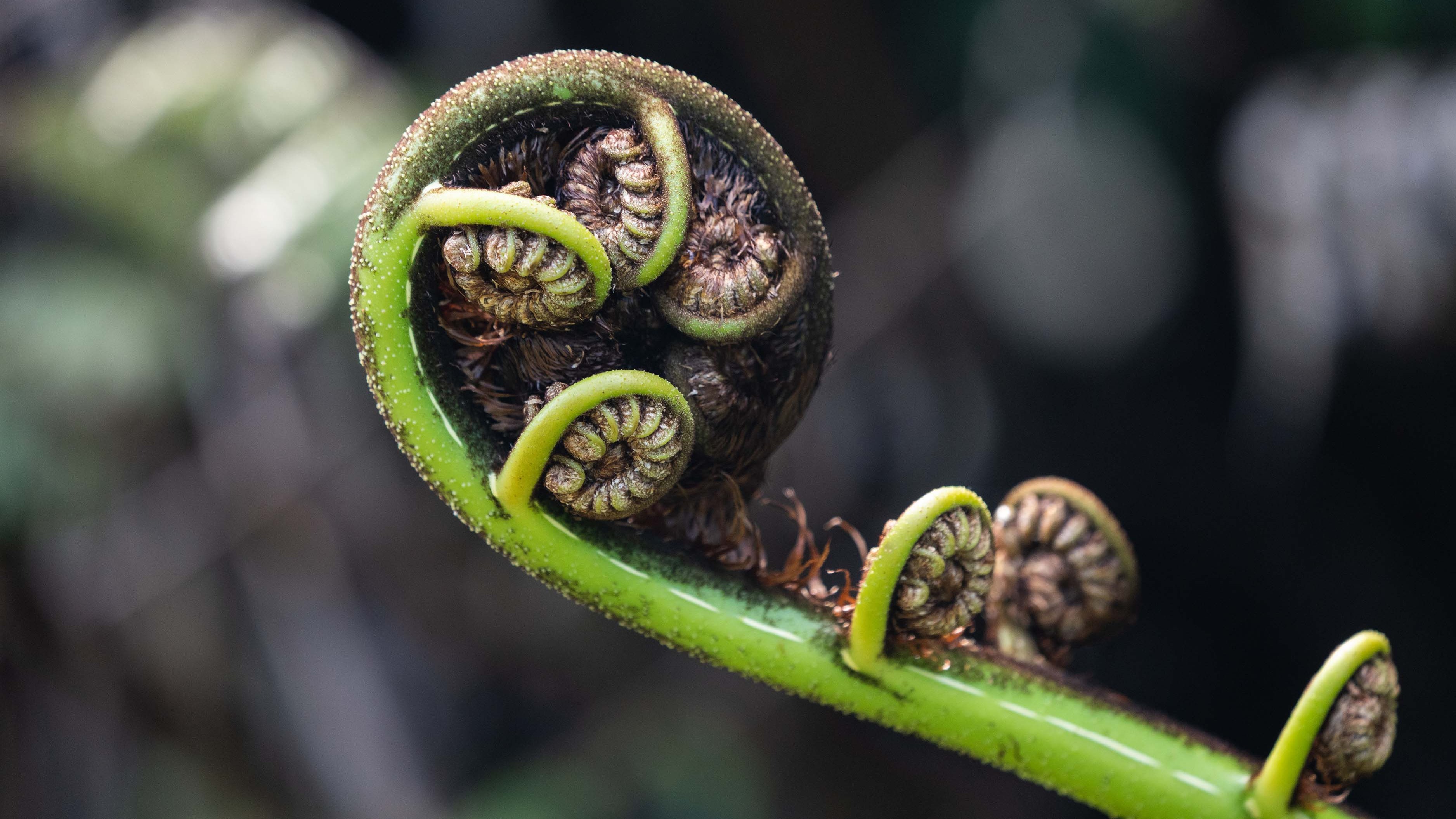 New Zealand Fern