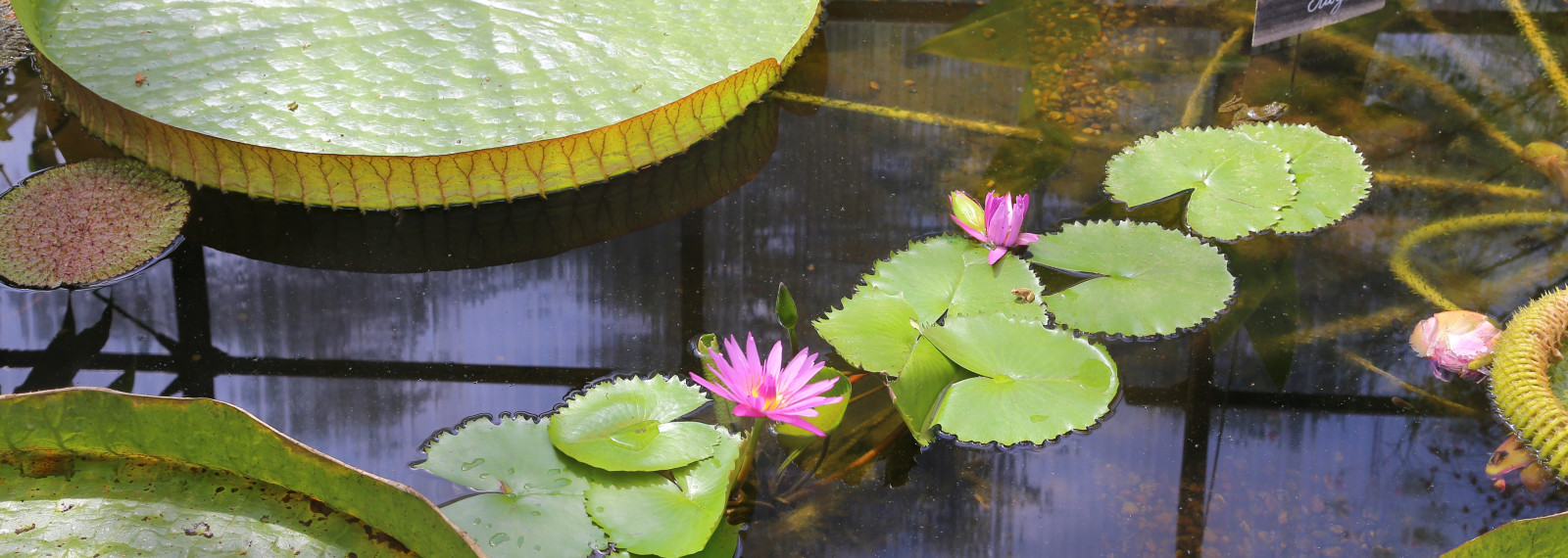 Image of circular lily pads on a pond