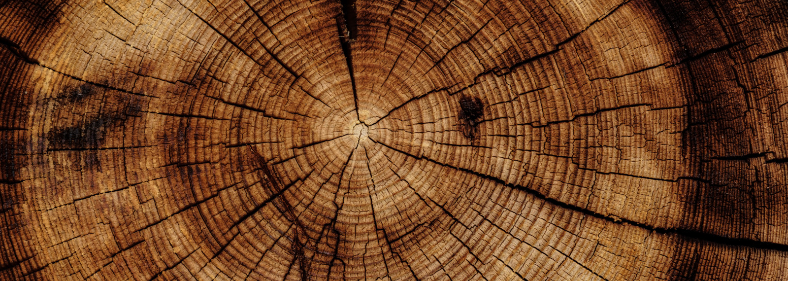 Close up of a cross cut tree trunk showing its rings