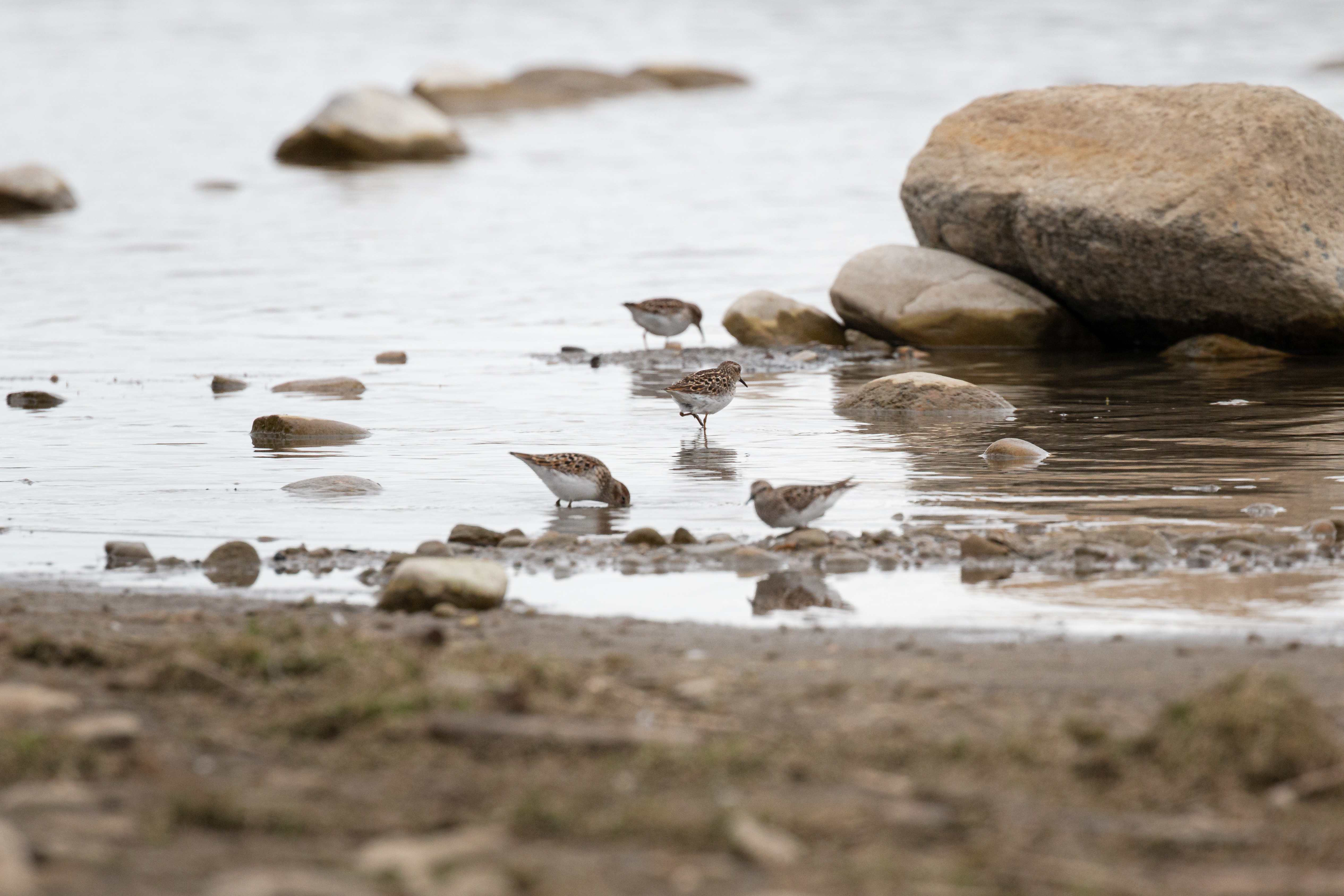 Semipalmated-sandpiper-12022-05-07- MG 3503-4