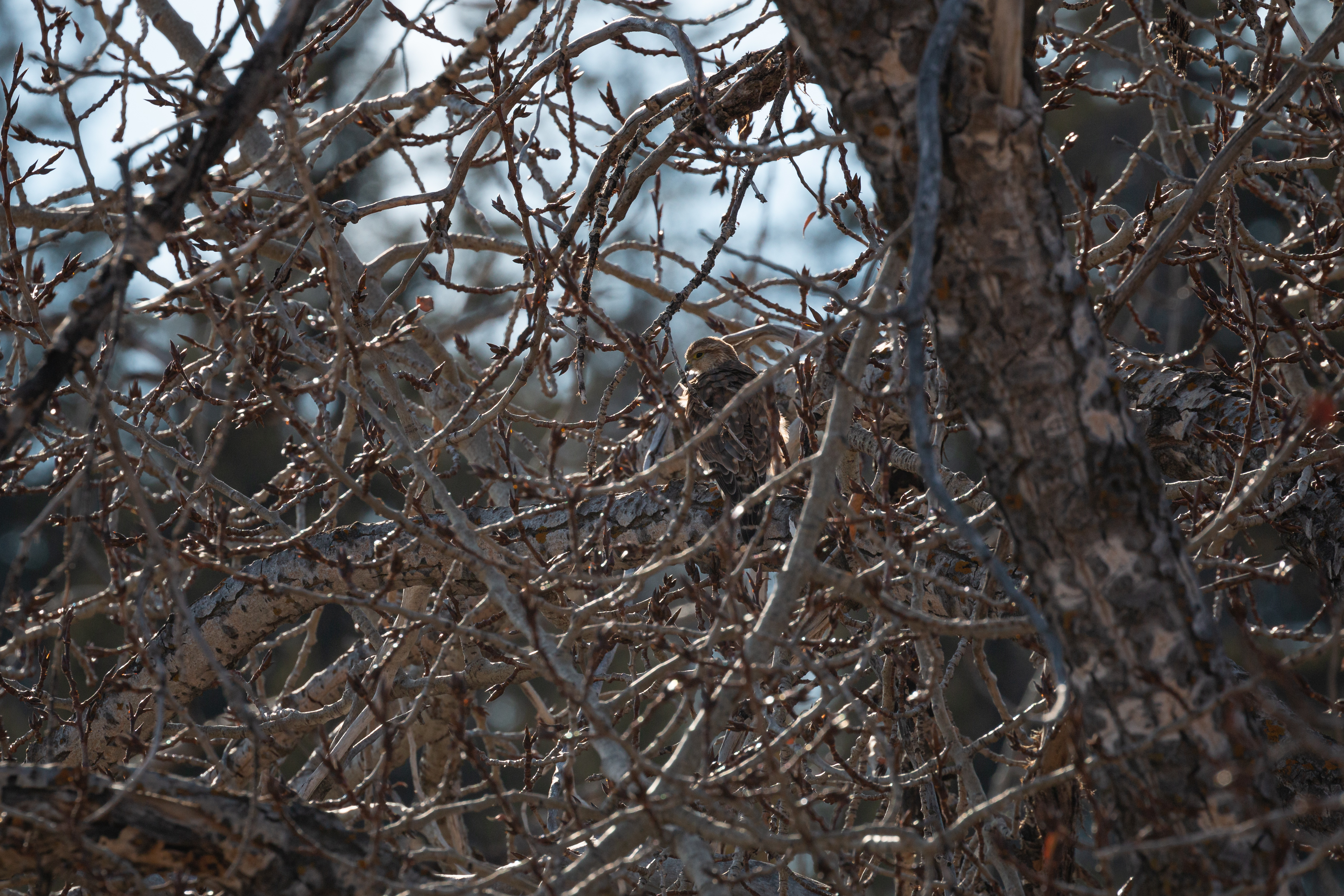 prairie-falcon-5-2022-02-12- MG 1537-28