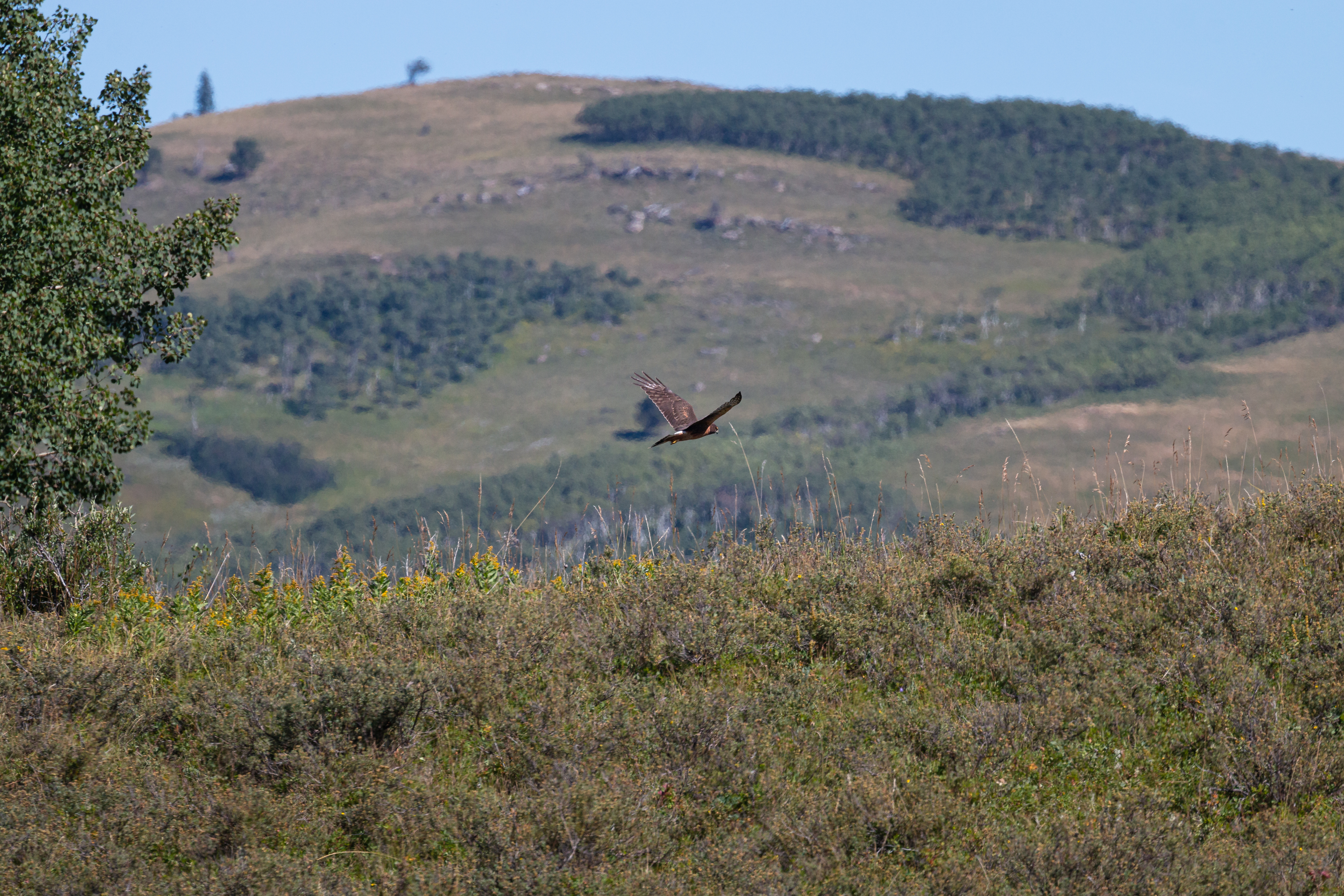 Northern-Harrier-3-2022-08-28- MG 5328-12