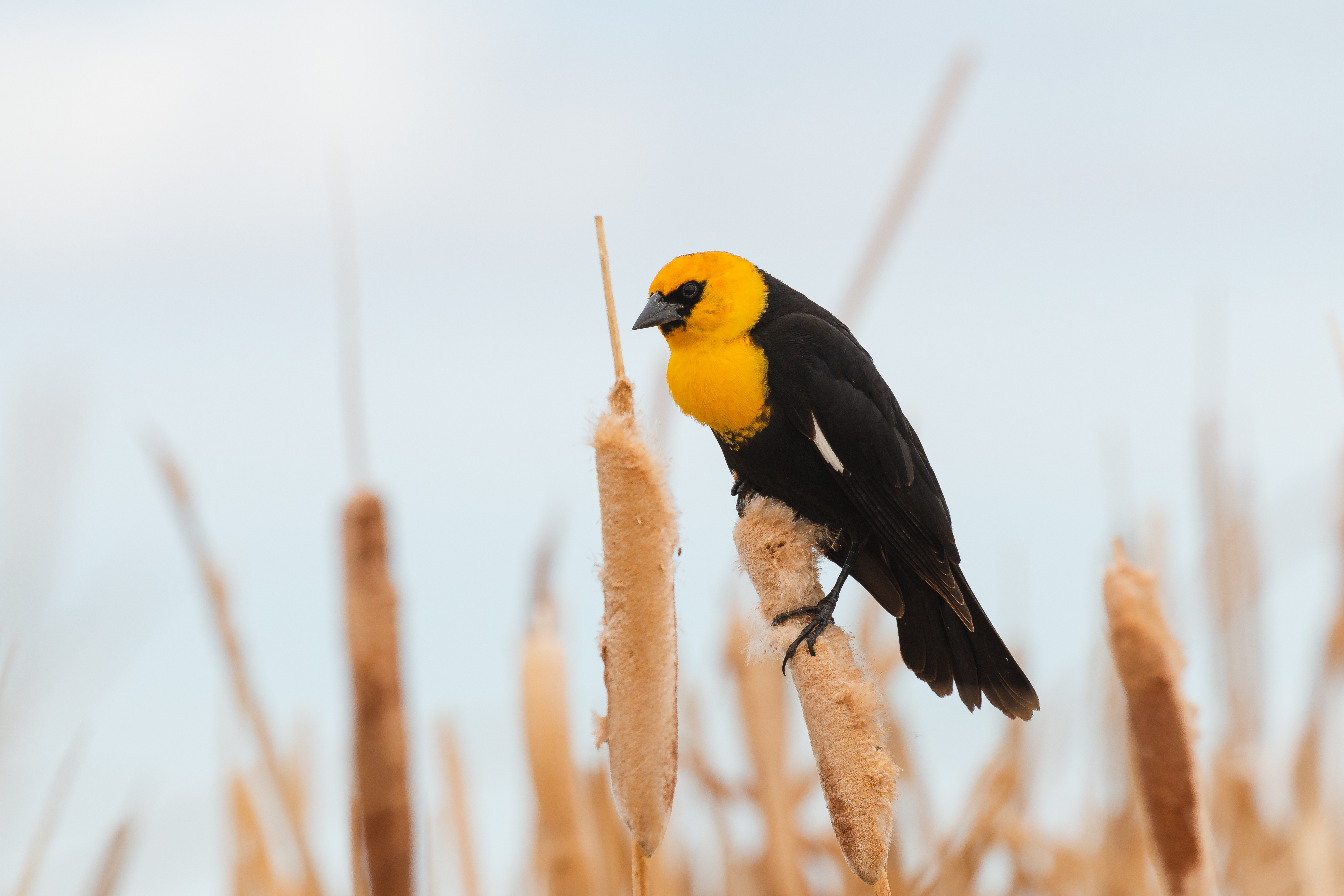 yellow-headed-blackbird-4-2022-05-07