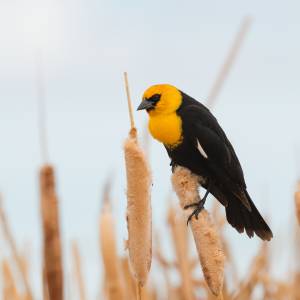 yellow-headed-blackbird-4-2022-05-07