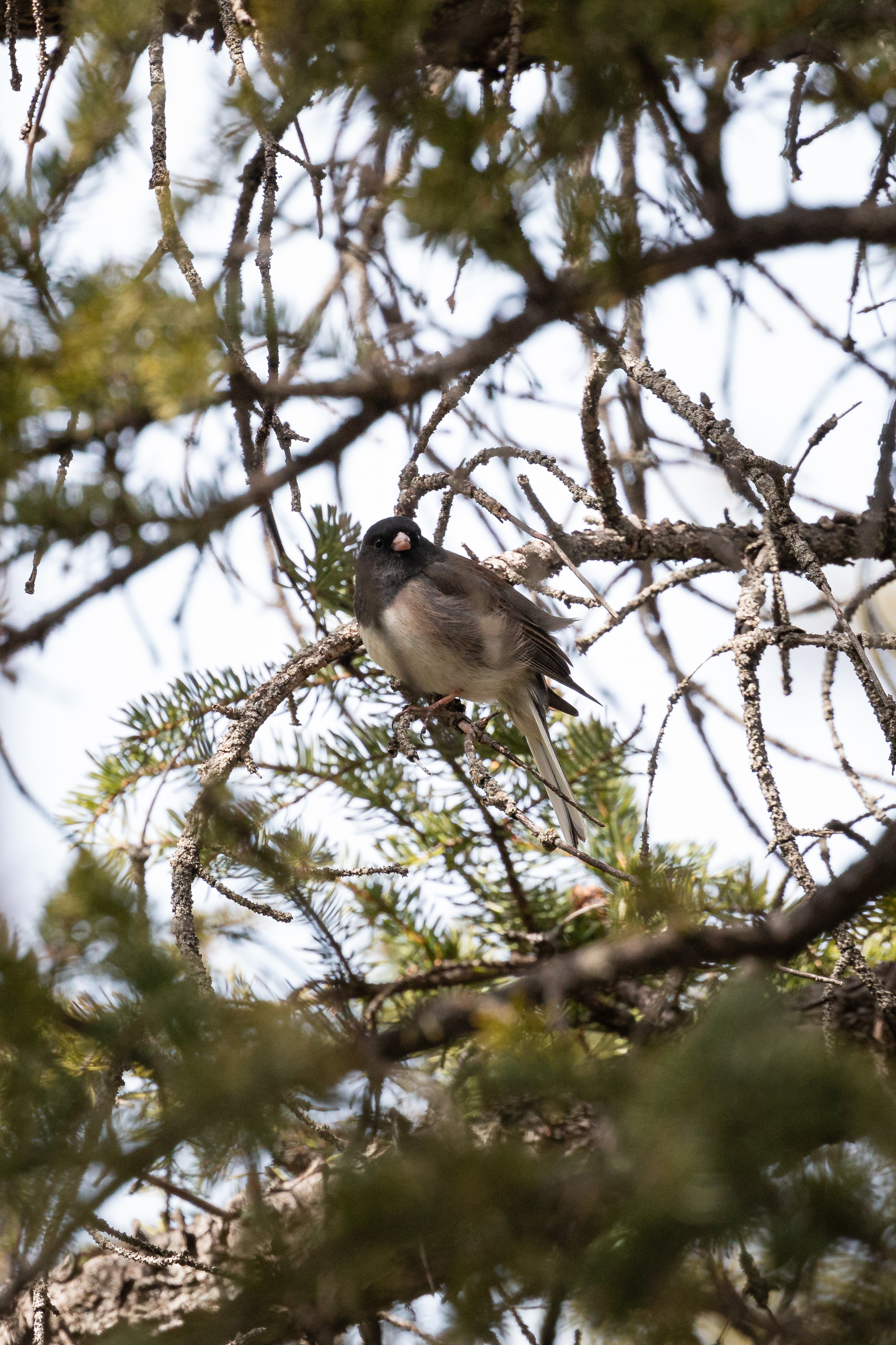 junco-2022-04-03- MG 2114-6
