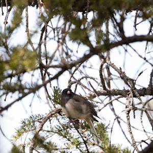 junco-2022-04-03- MG 2114-6
