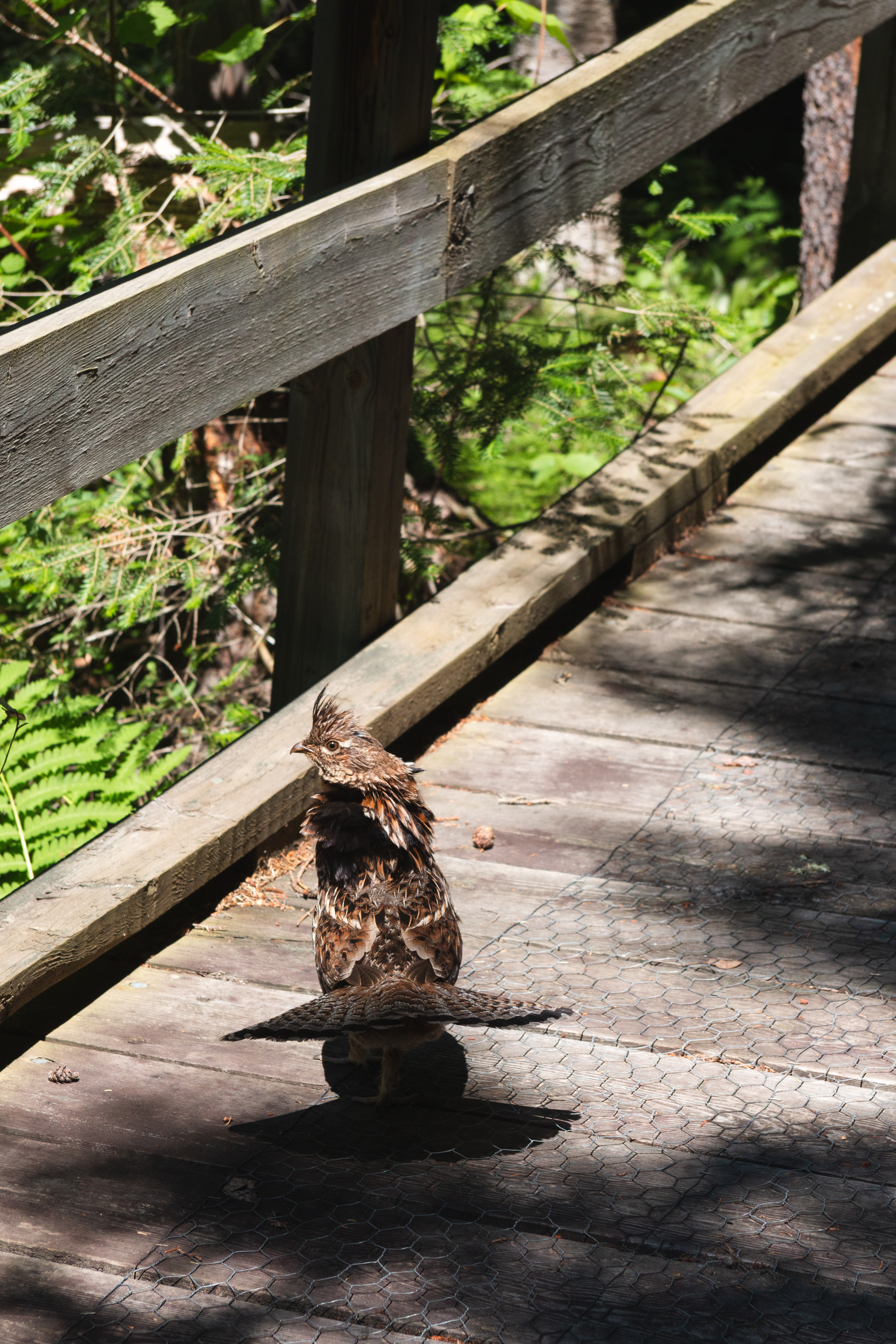 ruffed grouse 2021-07-07- MG 6893-15