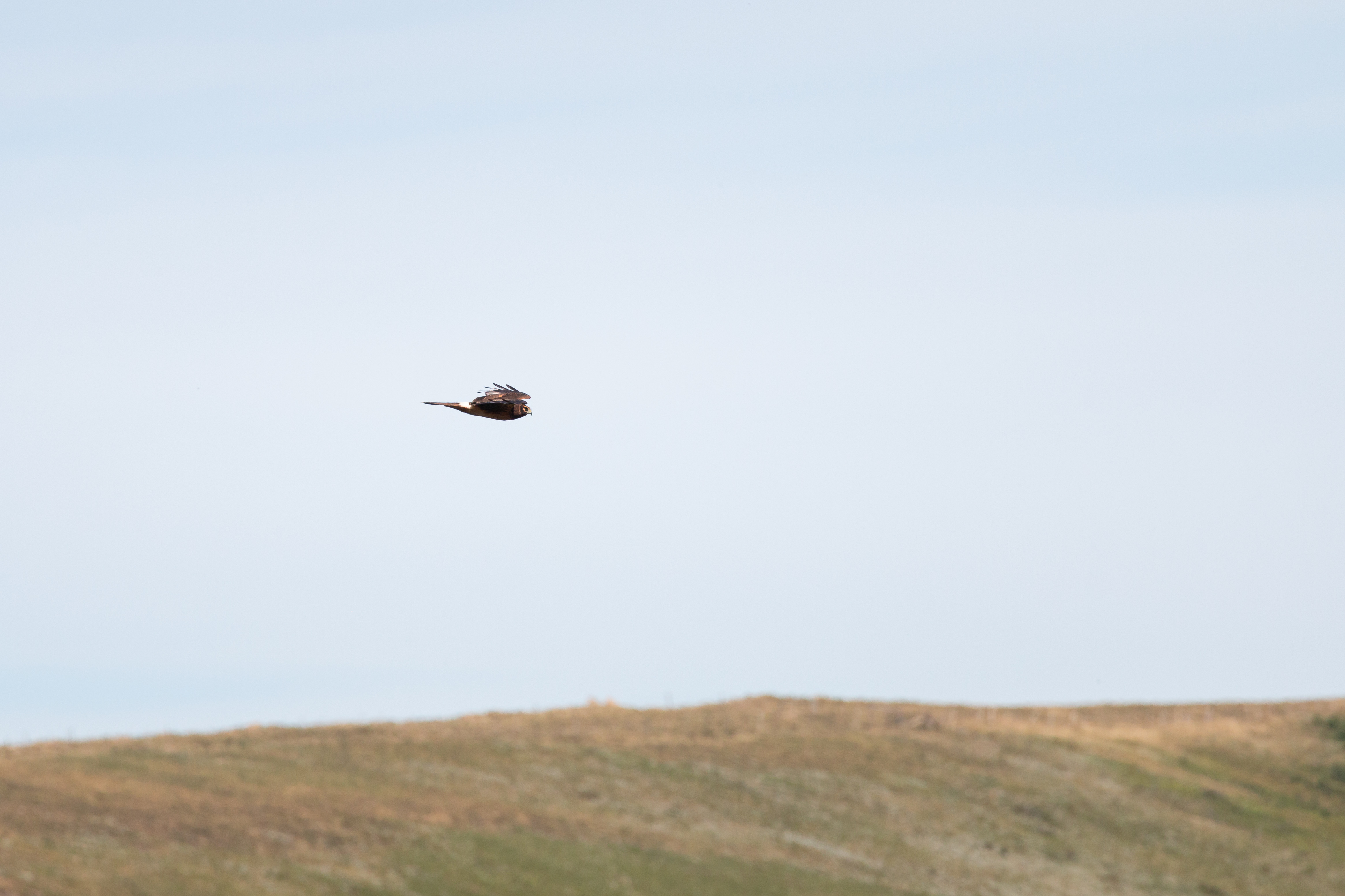 Northern-Harrier-1-2022-08-28- MG 5315-8