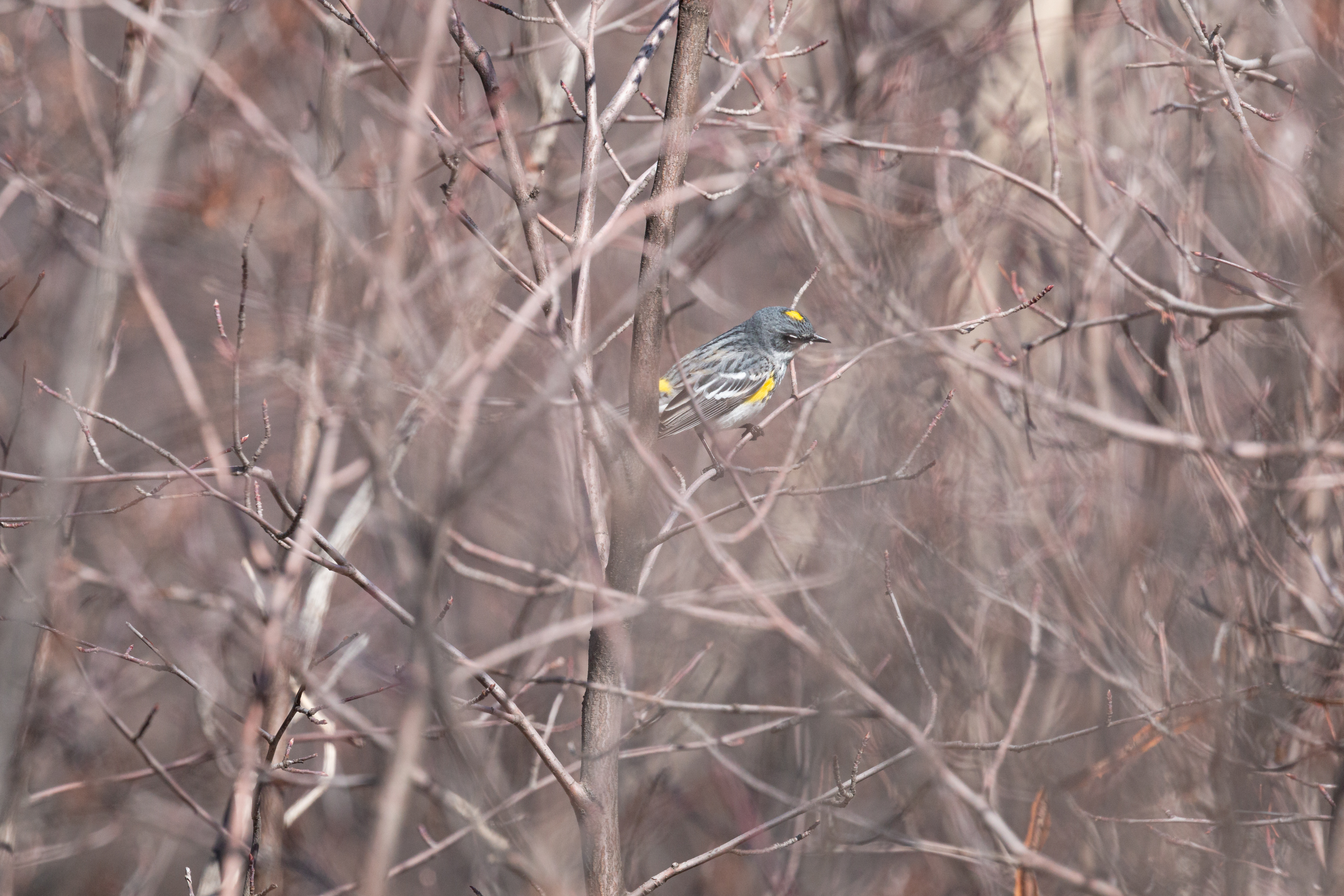 yellow-rumped-2022-04-23- MG 2346-28