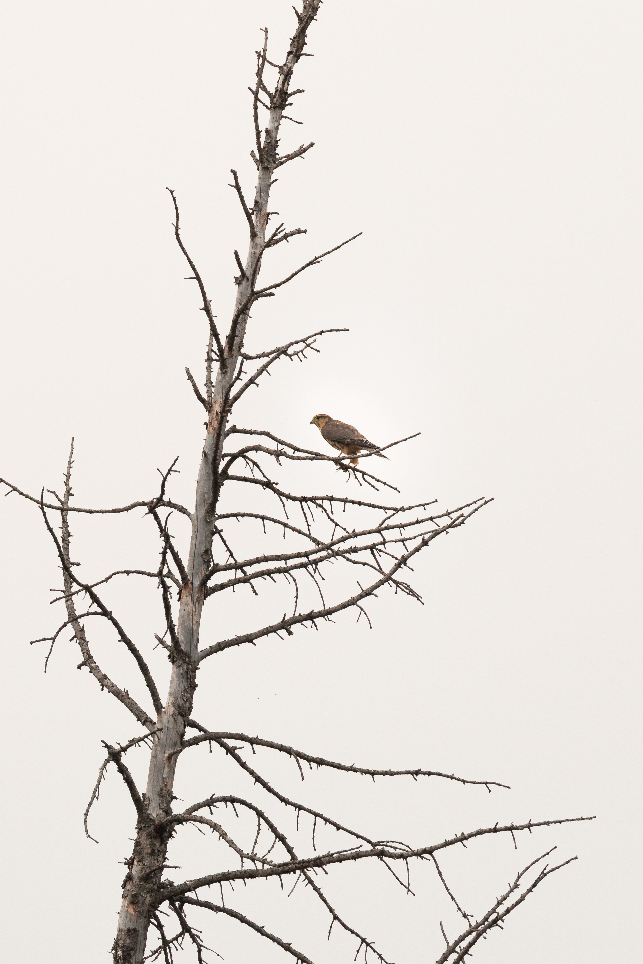 prairie-falcon-2-2021-08-15- MG 7769-43