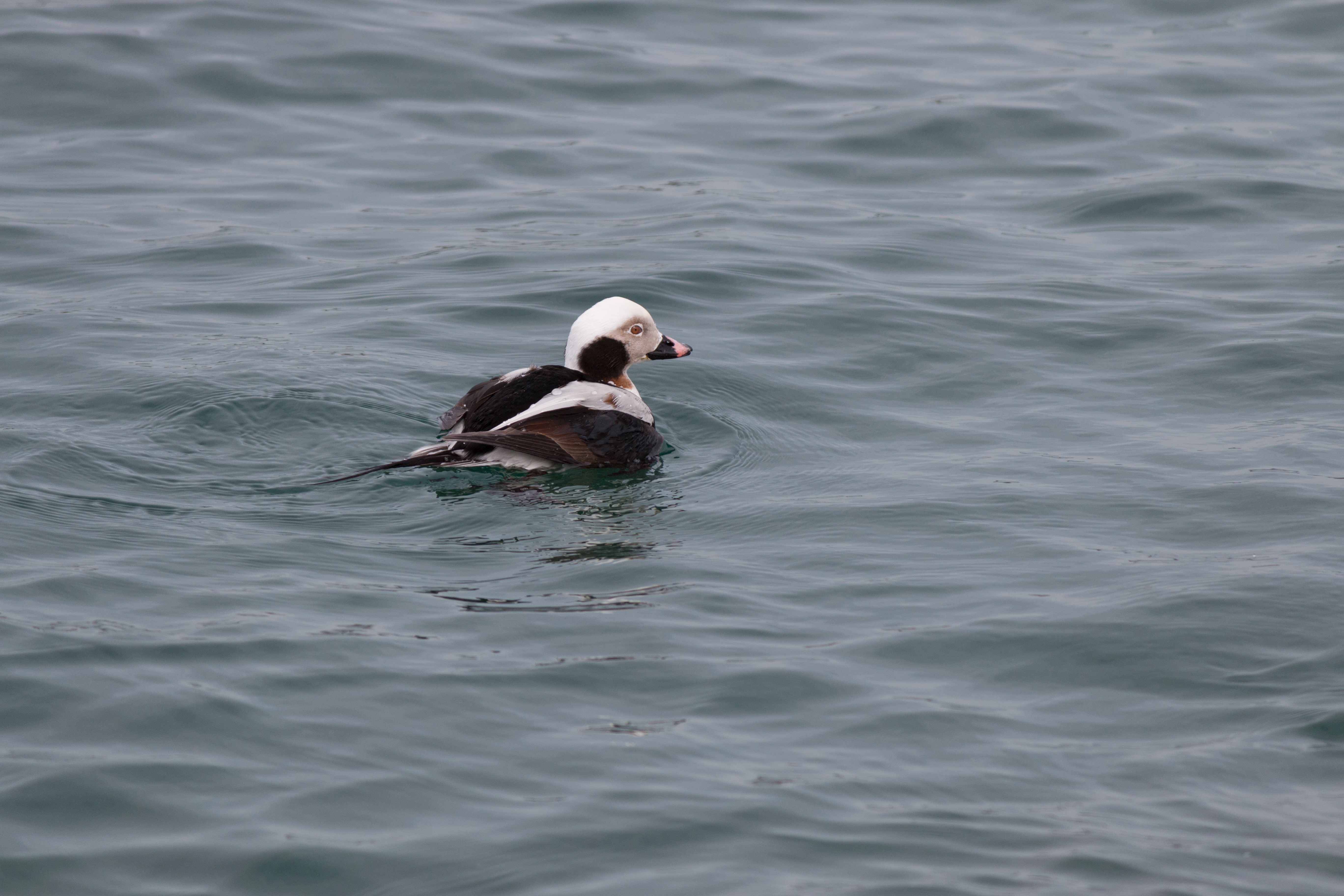 long-tailed-csspark-153-33