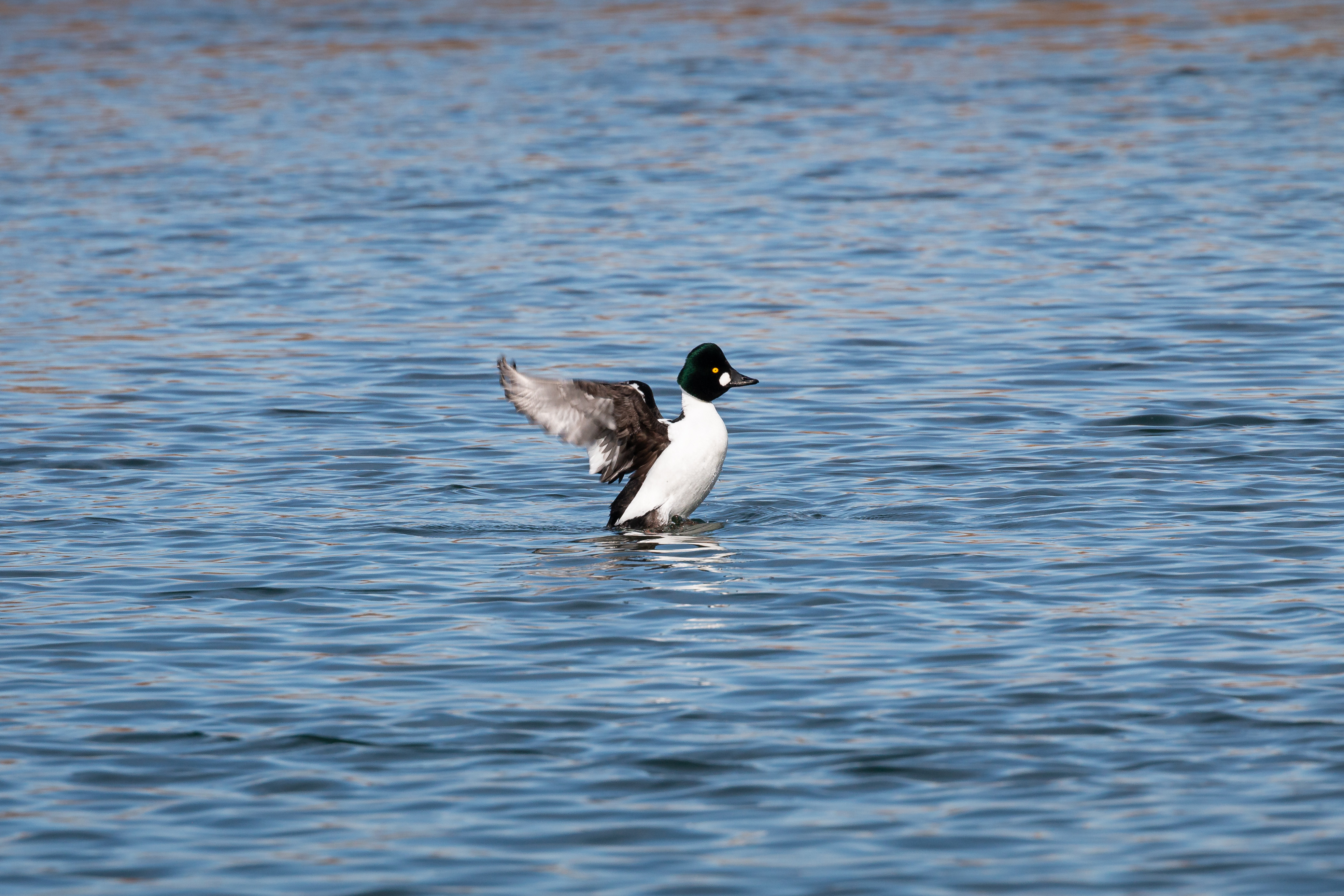 common-goldeneye-2022-03-26- MG 1787-54