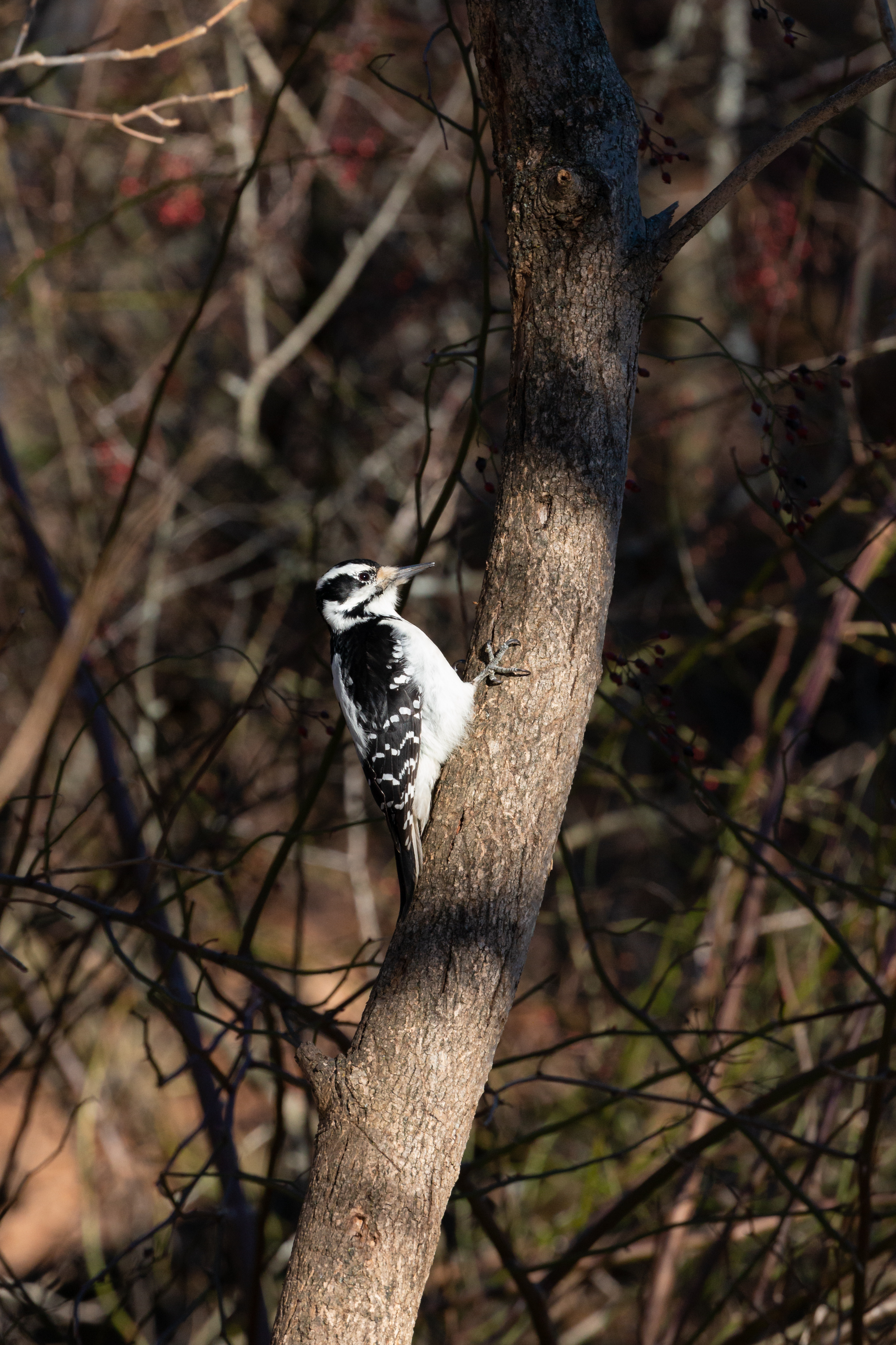 hairy-2021-01-09- MG 4592-13