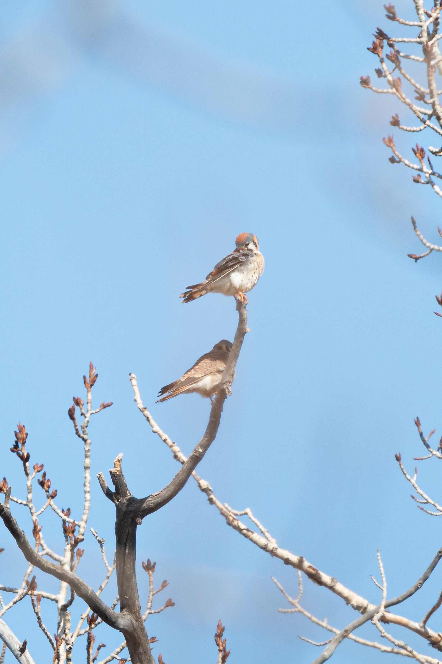 american-kestrel-2-2022-04-23- MG 2366-31