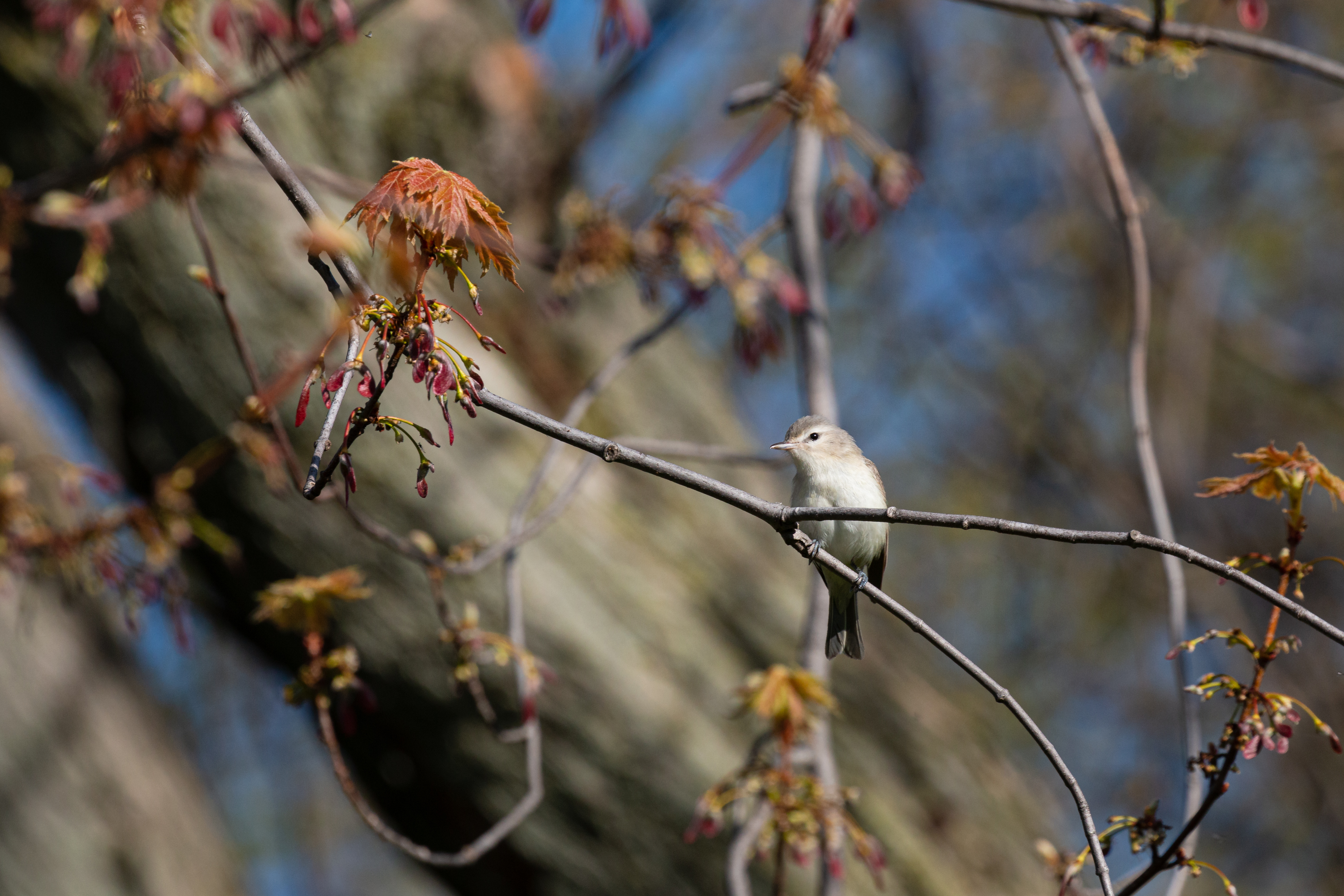 vireo 2021-05-15- MG 5336-11