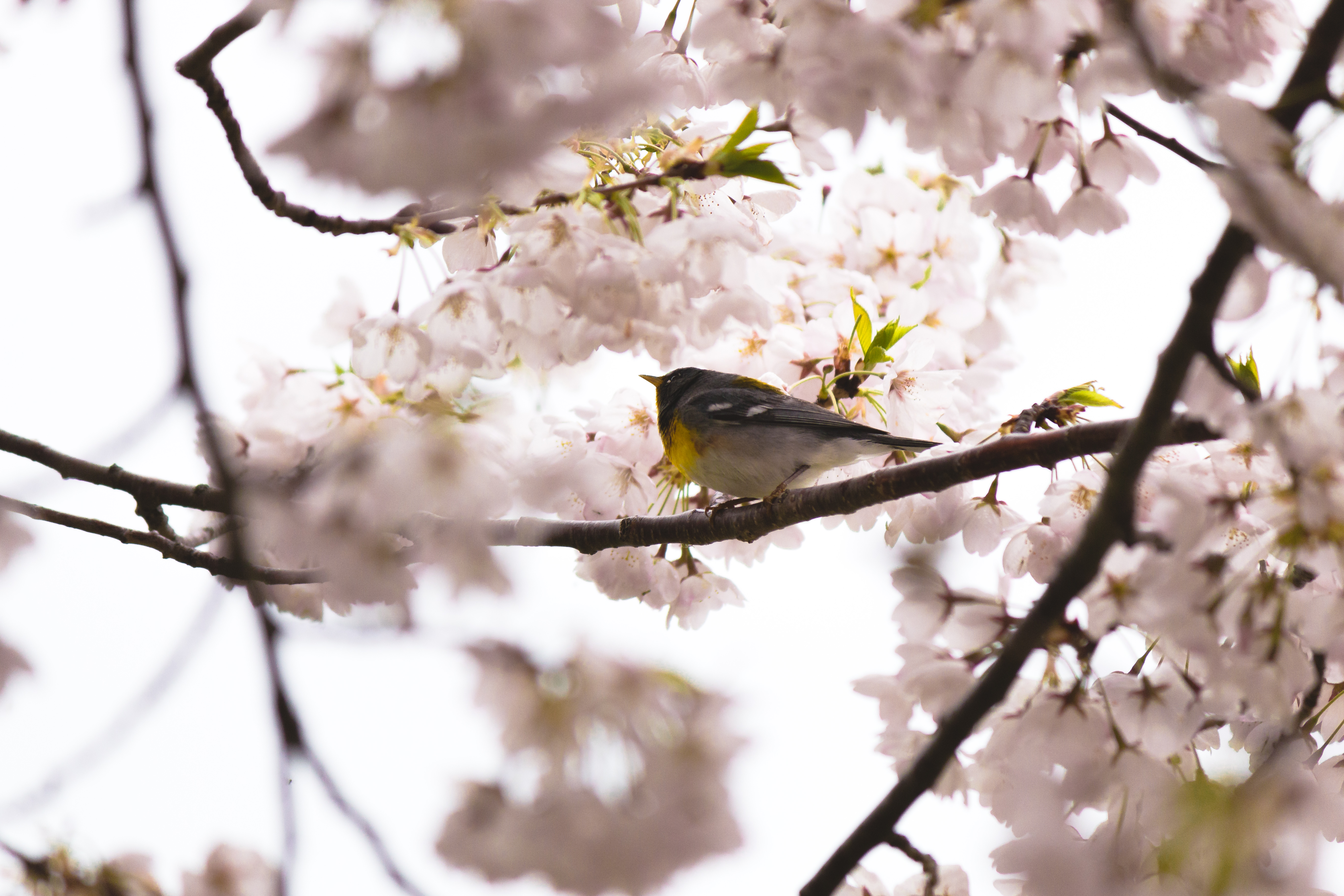 Northern-parula-20190515- MG 0260-27