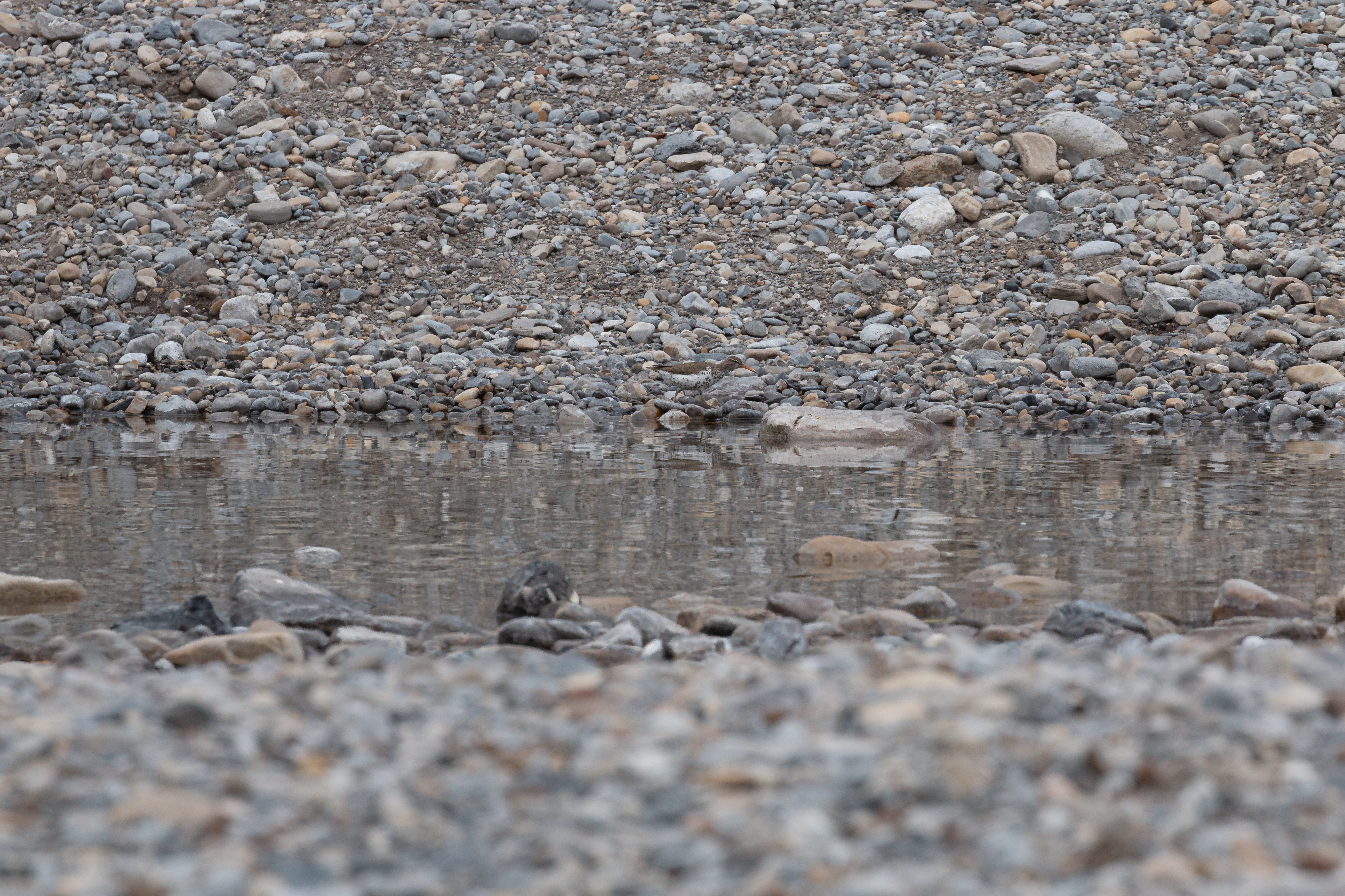 spotted-sandpiper-1-2022-06-04- MG 3876-43